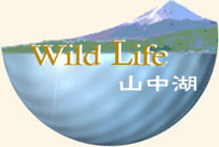 WildLife -山中湖-